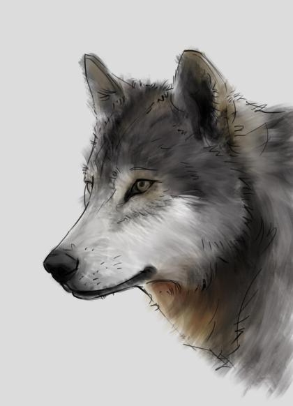 easy wolves drawings with color