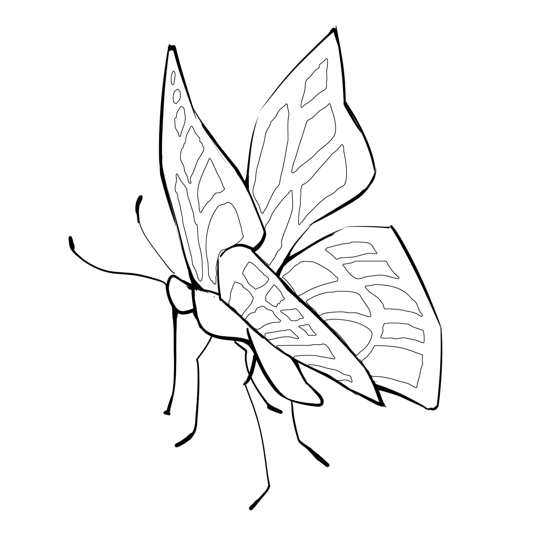 How to draw a monarch butterfly step by step