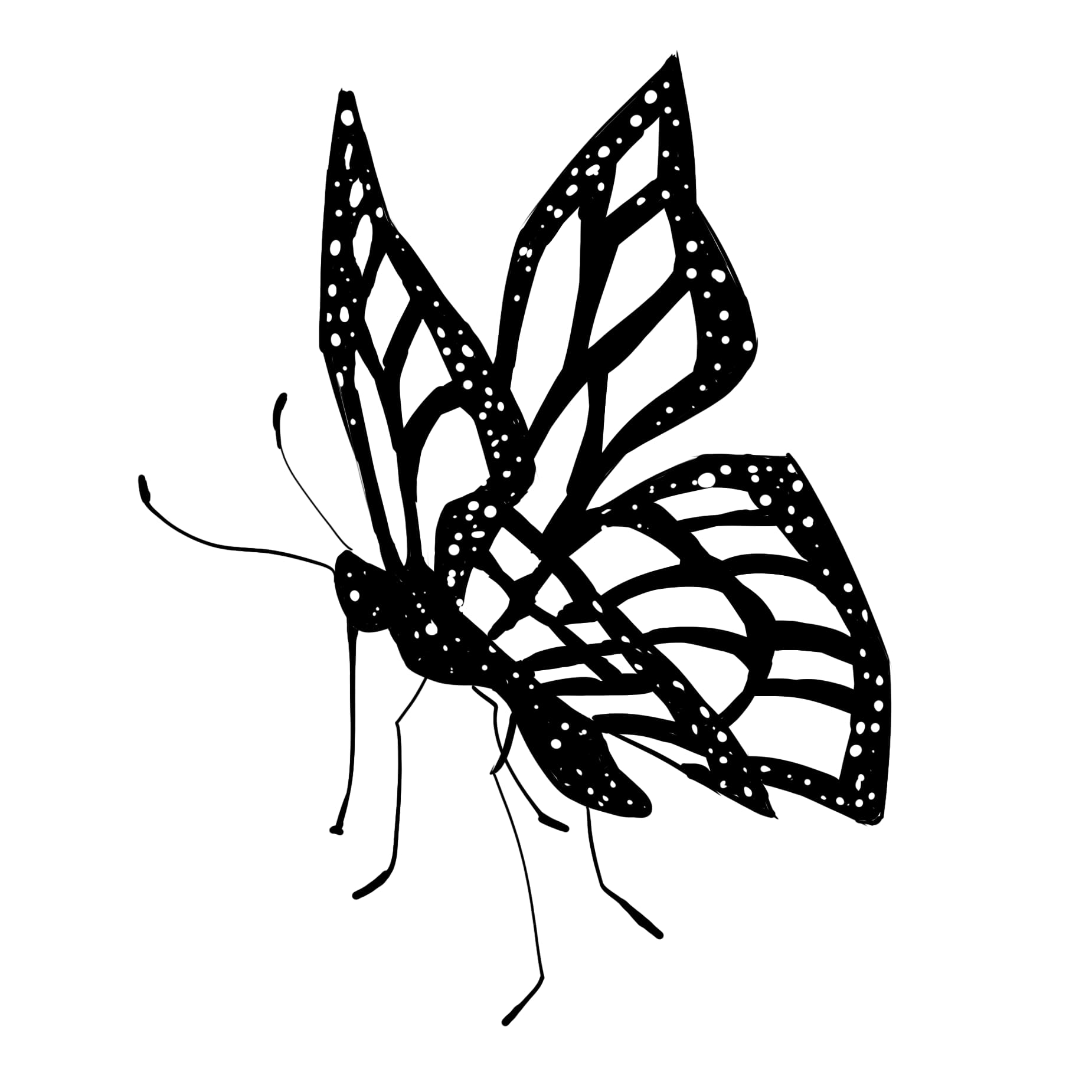 How to draw a monarch butterfly step by step