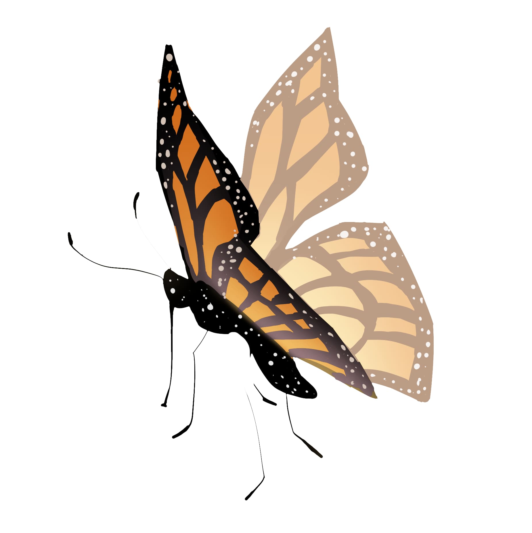 How to draw a monarch butterfly step by step